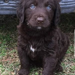 Meet your Posher, Leszek